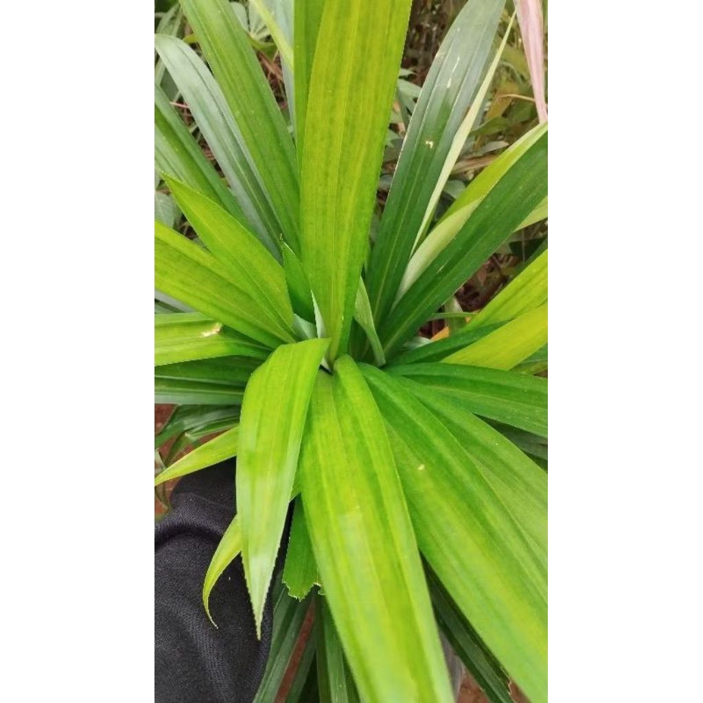 

daun pandan wangi pandan segar 7 lembar