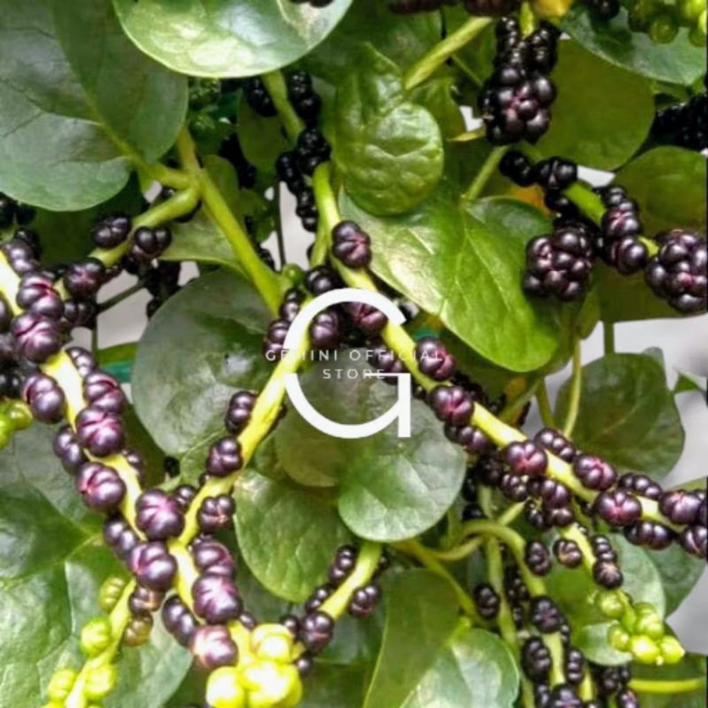 angkung segar 200 biji buah angkung termurah jual angkung