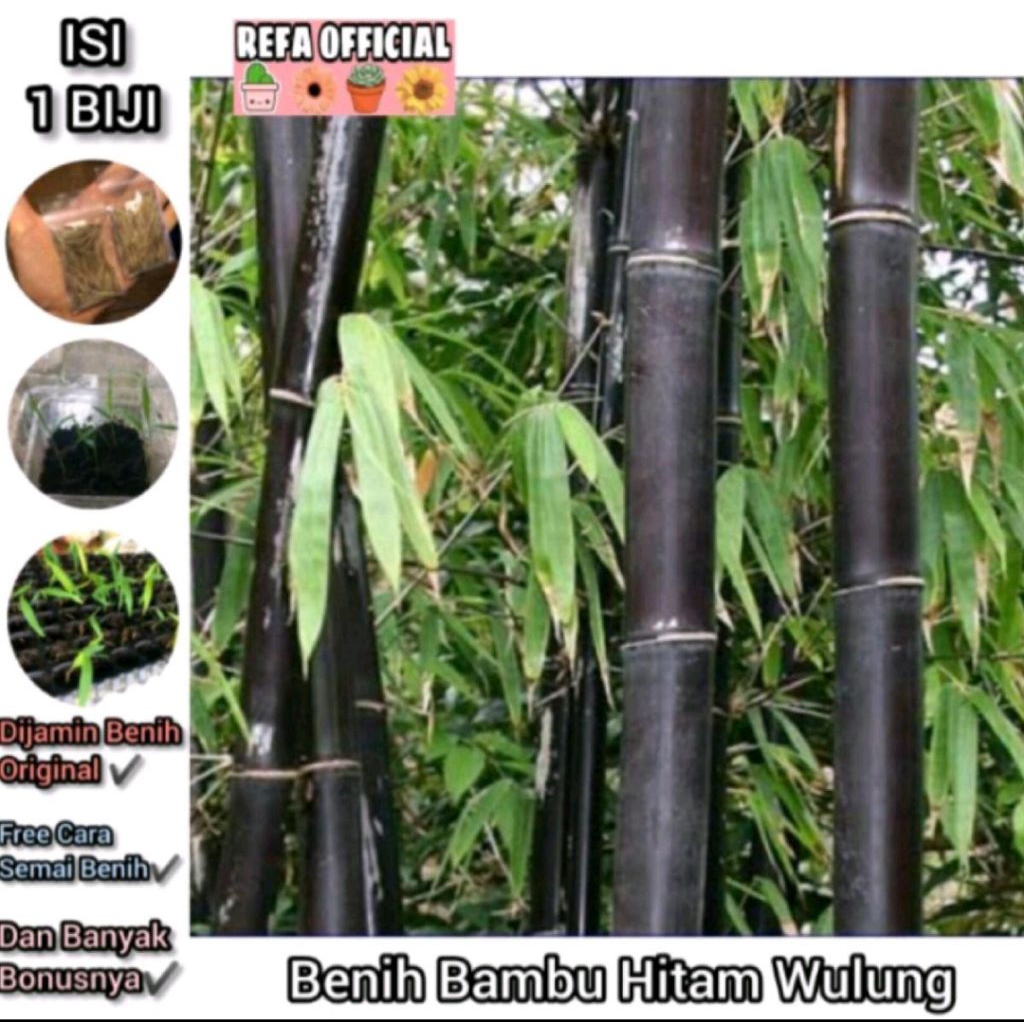 Biji Benih Tanaman Bambu Hitam F1 Import / Benih Bambu / Biji Bambu / Bambu Hitam / Bambu Unik /Bamb