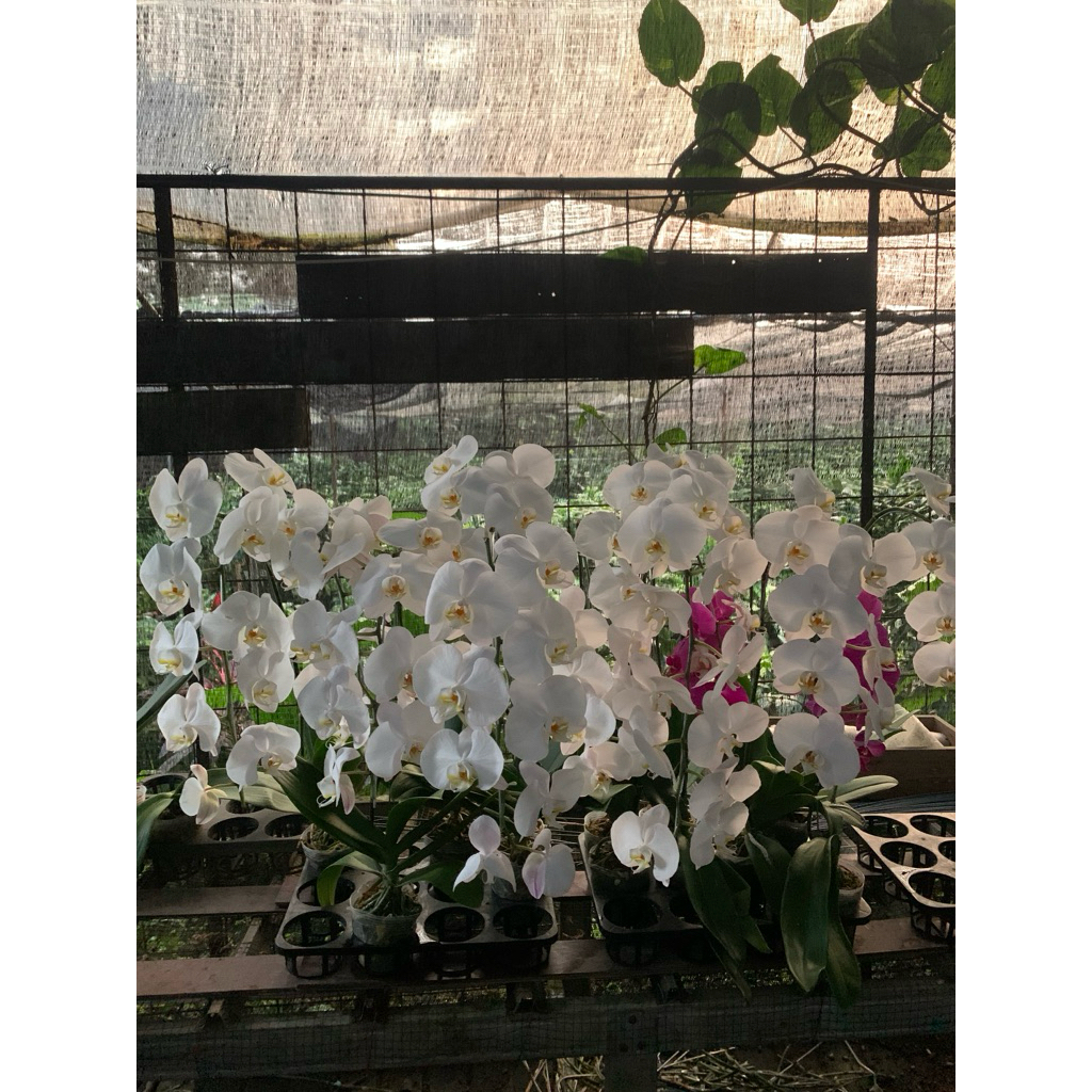 Anggrek bulan bunga putih berbunga