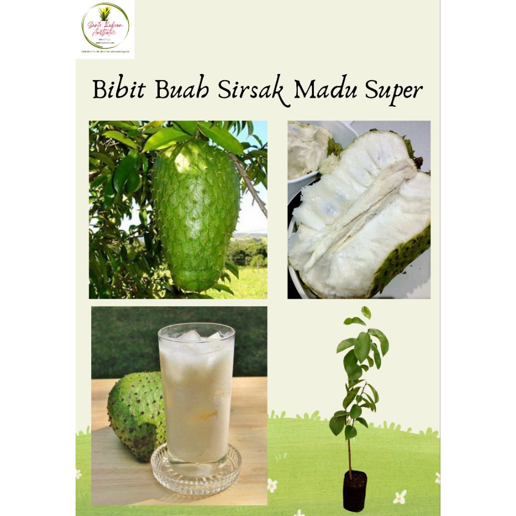 Bibit Buah Unggulan Sirsak Madu Jumbo Super Rasa Manis Segar Lezat Tekstur Lembut Berdaging Tebal Co