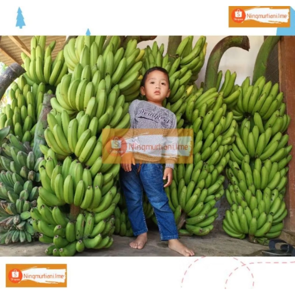 PROMO PAKET 10 BIBIT PISANG FHIA17 100% ORIGINAL  PISANG MULYO CAVENDISH | BIBIT FHIA 17