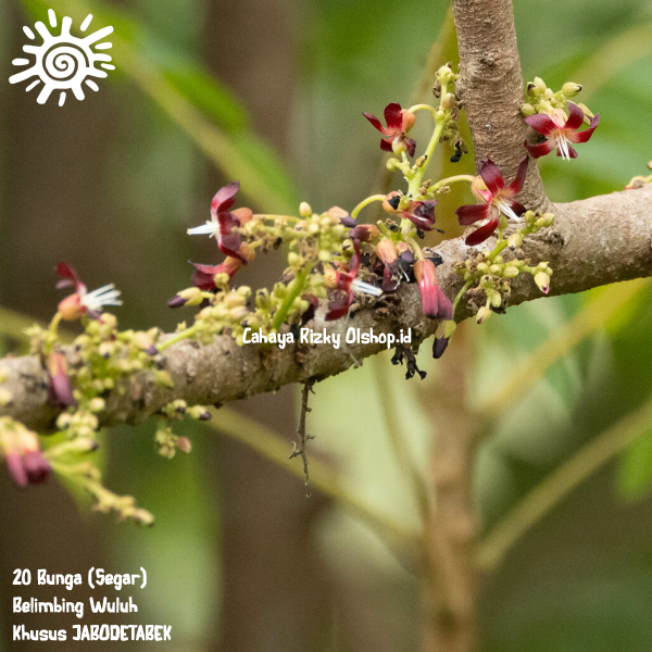 

bunga belimbing wuluh segar 20 bunganya saja