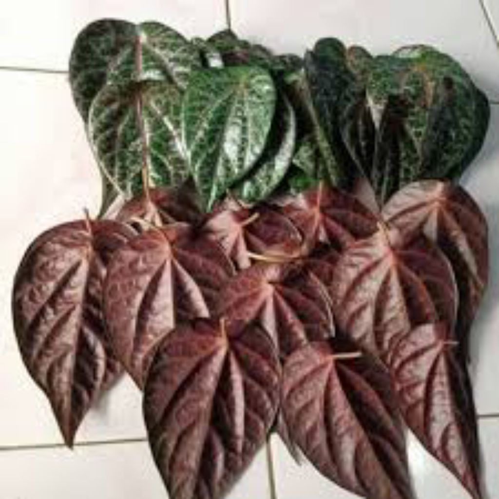 

daun sisi merah FRES obat herbal