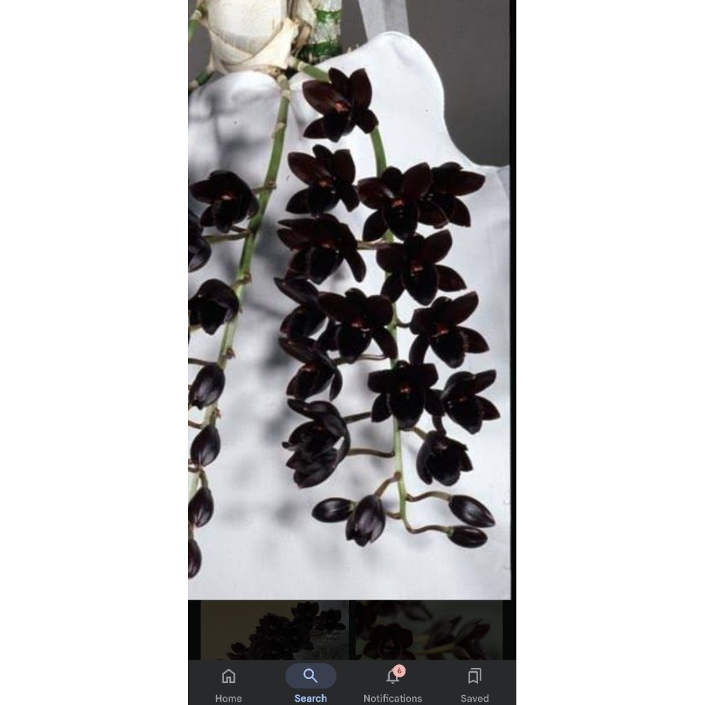 catasetum Kalley Longly Black Dewasa