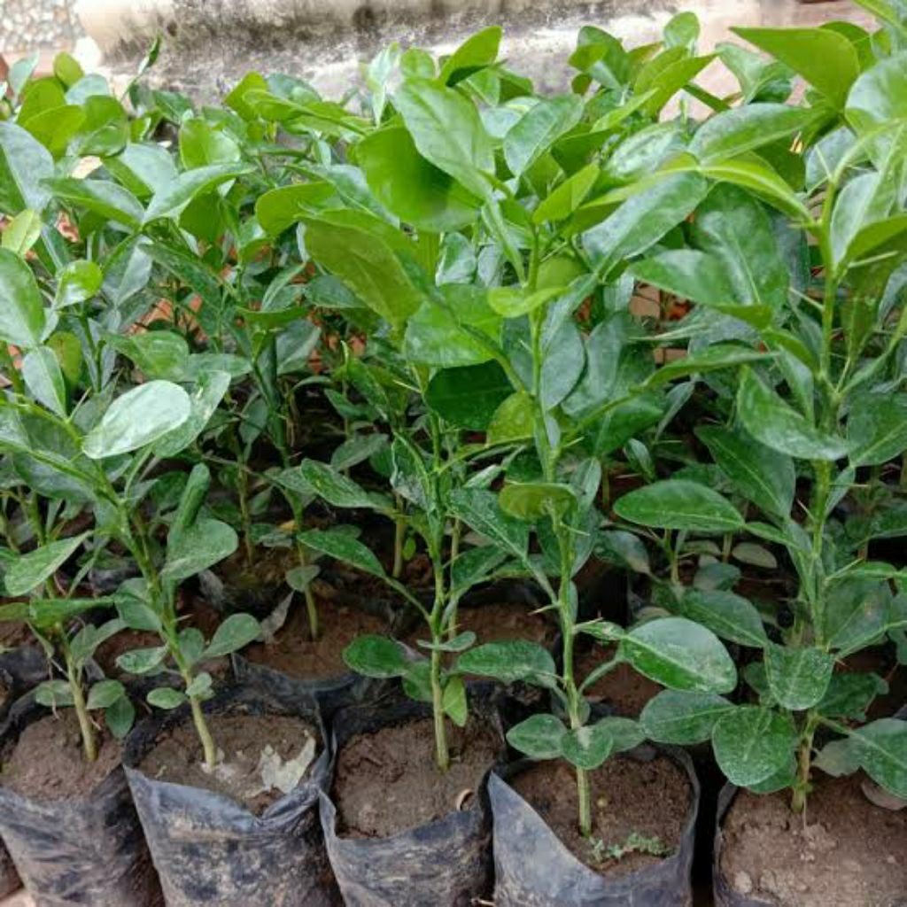 bibit daun jeruk/ jeruk purut
