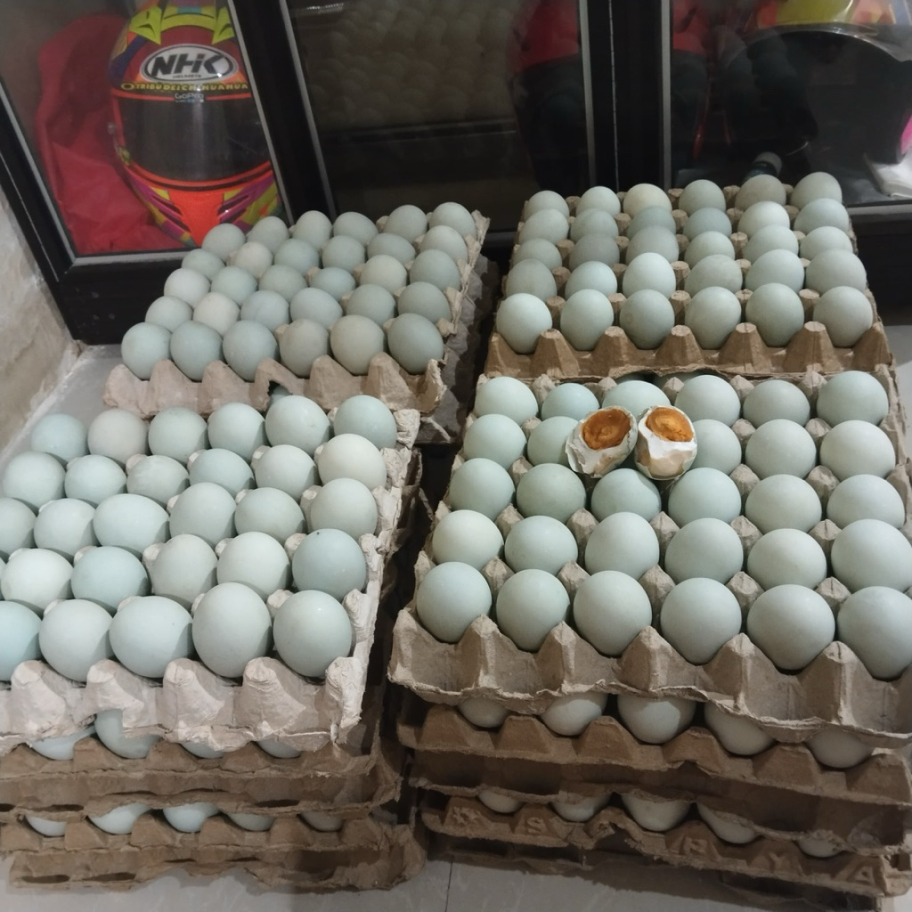 

Telur Asinmasir354Lamongan