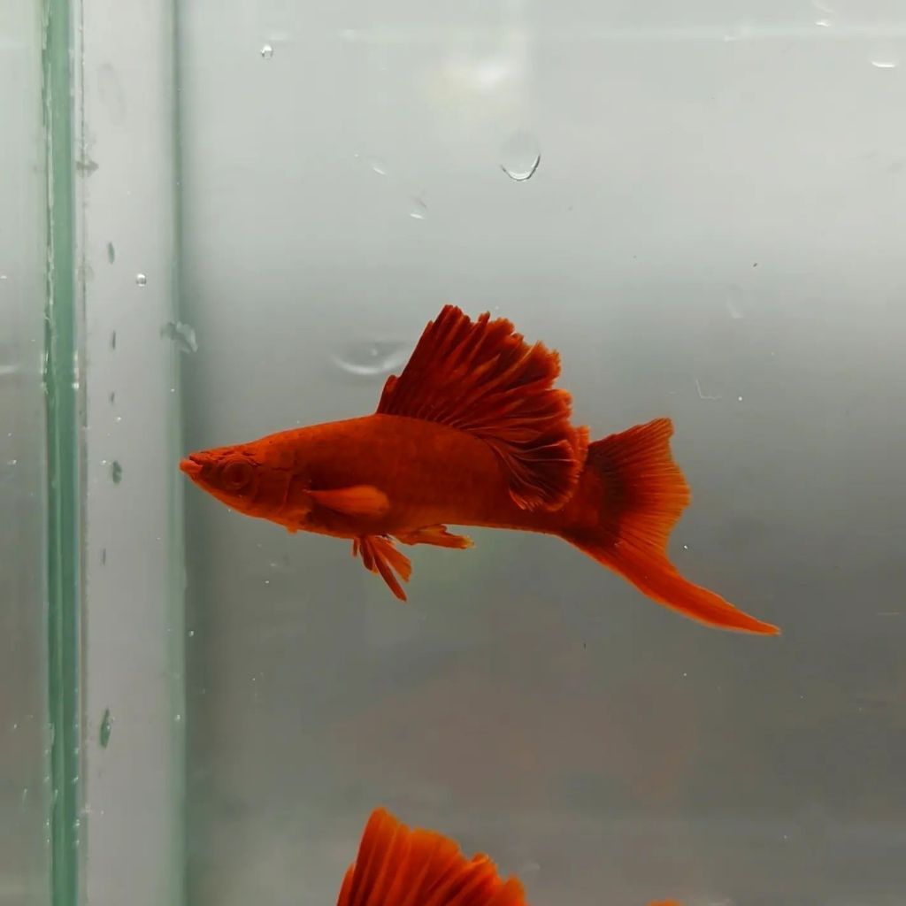 blood red hifin/platy merah