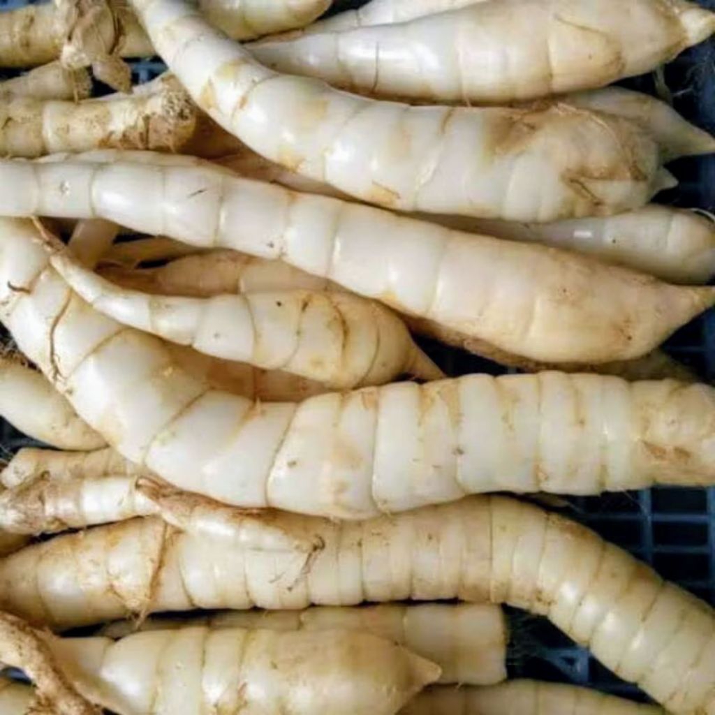 

1kg umbi tarigu, umbi garut ,tatariguan