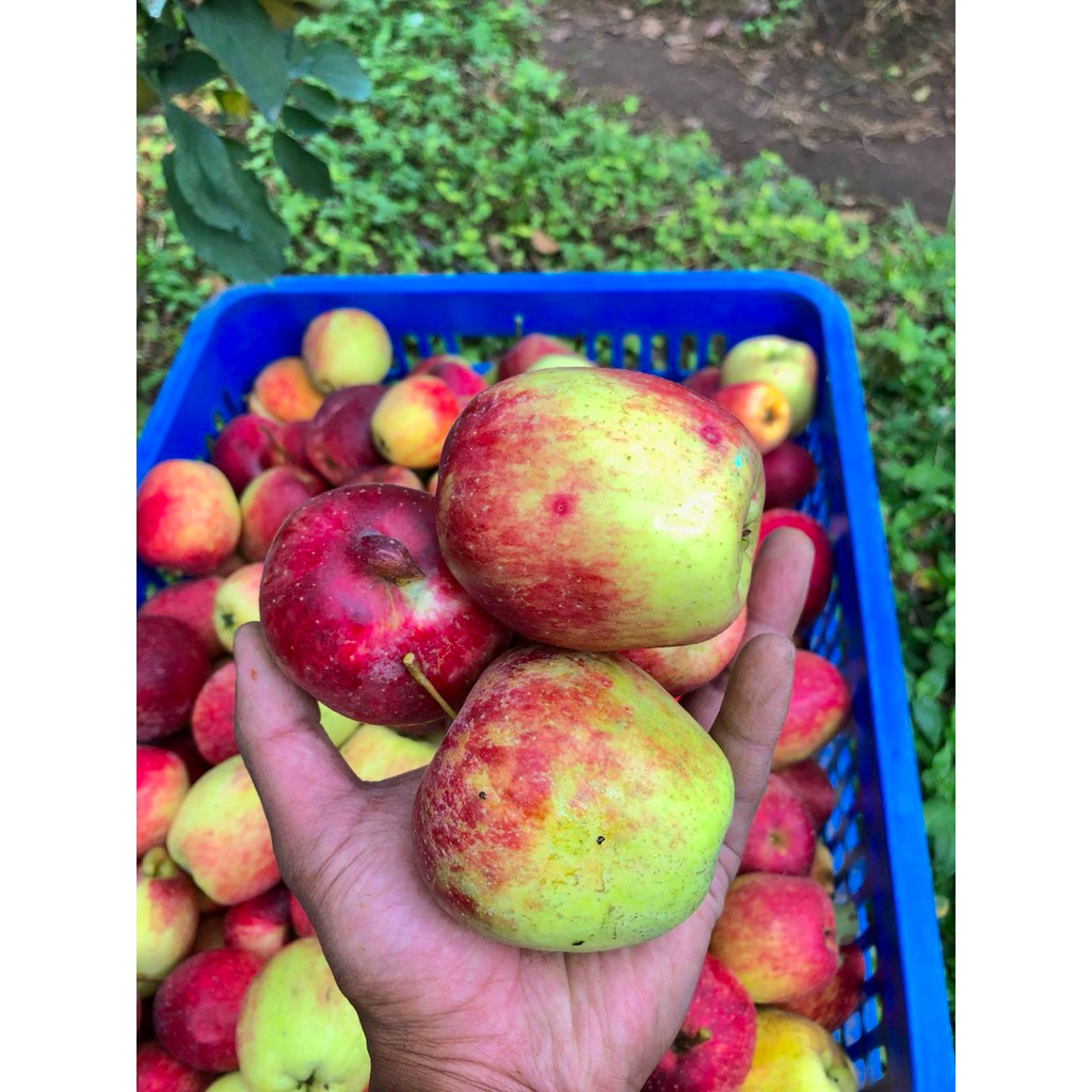 

Apel Anna Batu Malang Segar 1kg