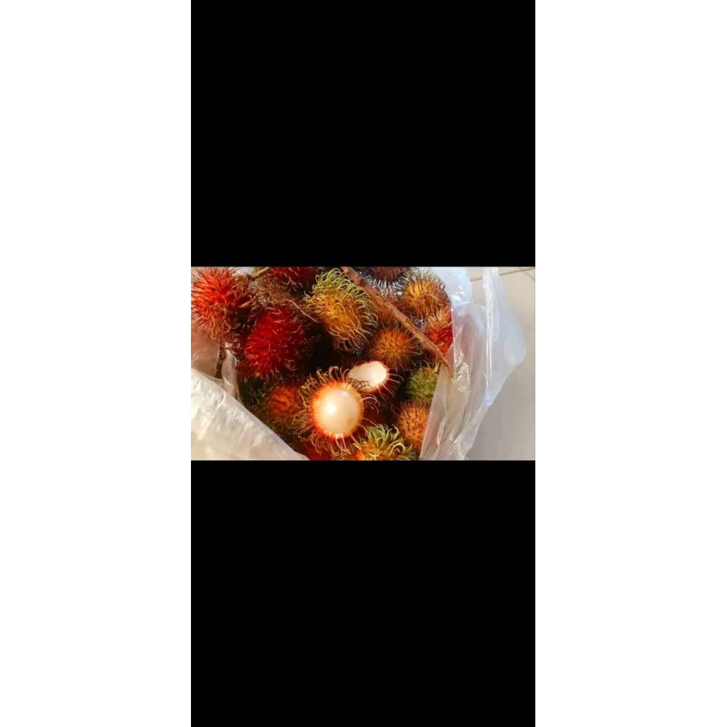 

Cangkok/FC Rambutan manis (Binjai)