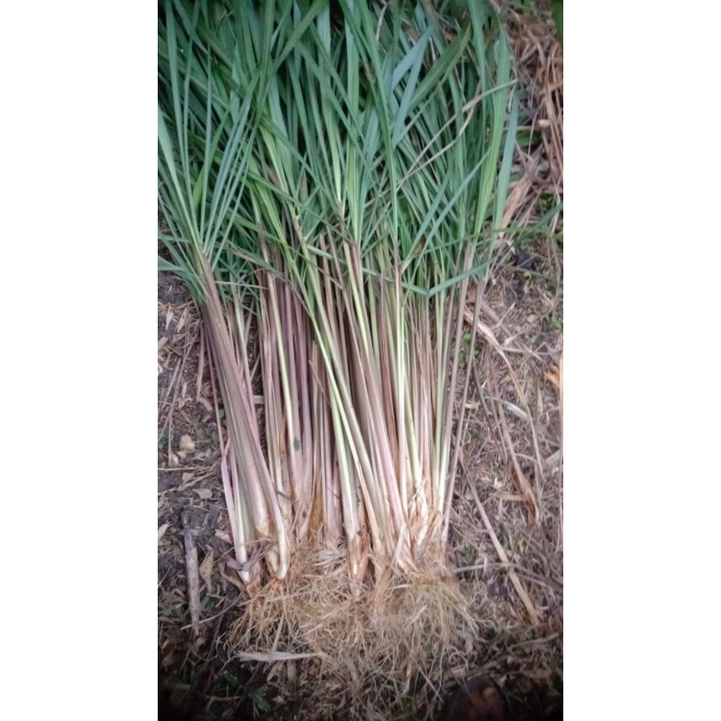 

sereh wangi segar 500gram