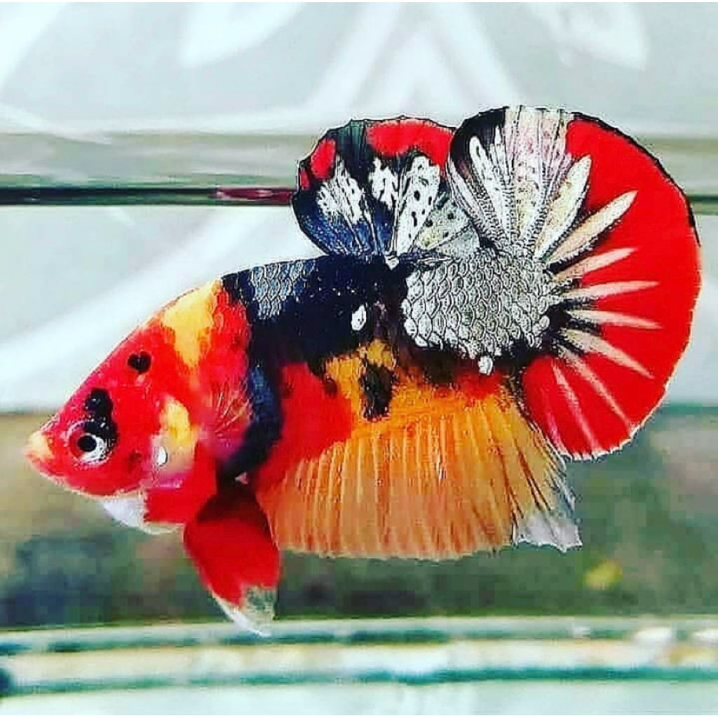 cupang koi galaxy bahan mutasi, indukan bagus, gratis ongkir