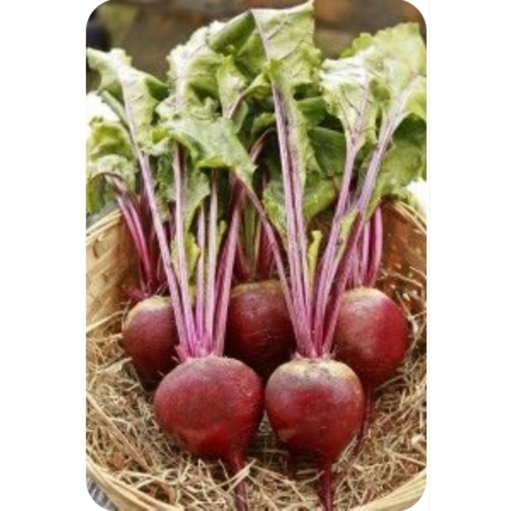 

BUAH BIT BEETROOT ORGANIK PENAMBAH DARAH PALING CEPAT .