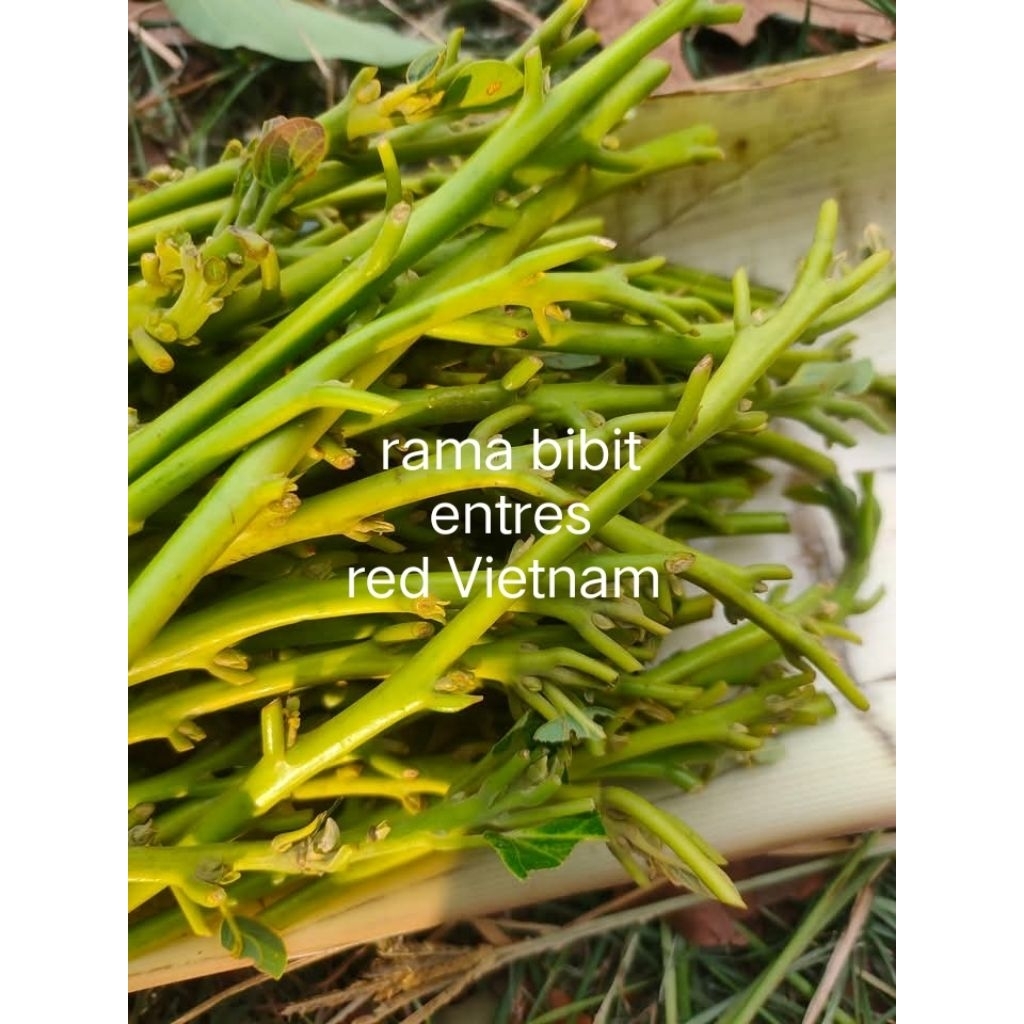 entres alpukat red Vietnam