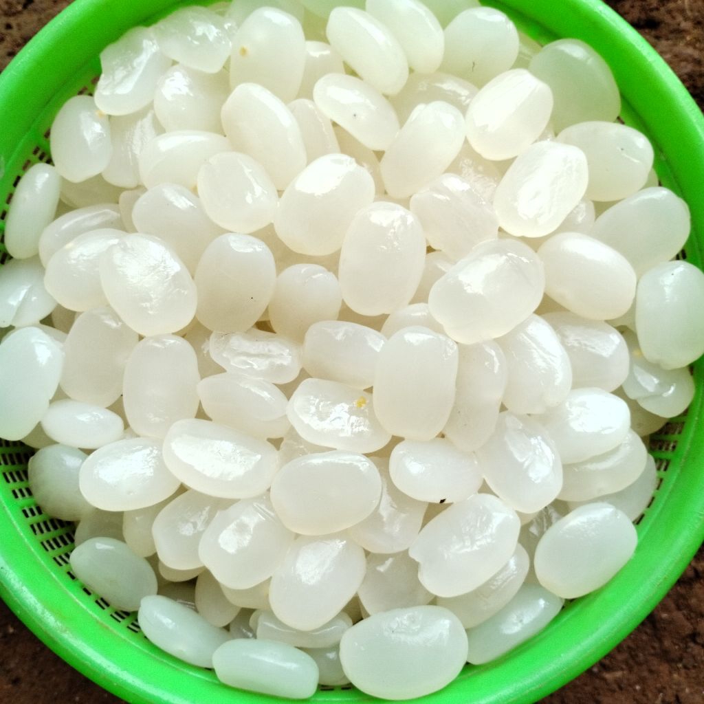 

SING LARIS Kolang Kaling Muda Alami Tekstur Kenyal Lembut Hasil Rendam Berat 5 KG