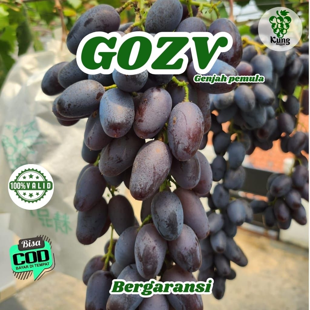 

Bibit Anggur Gozv Manis Juicy 100% Valid