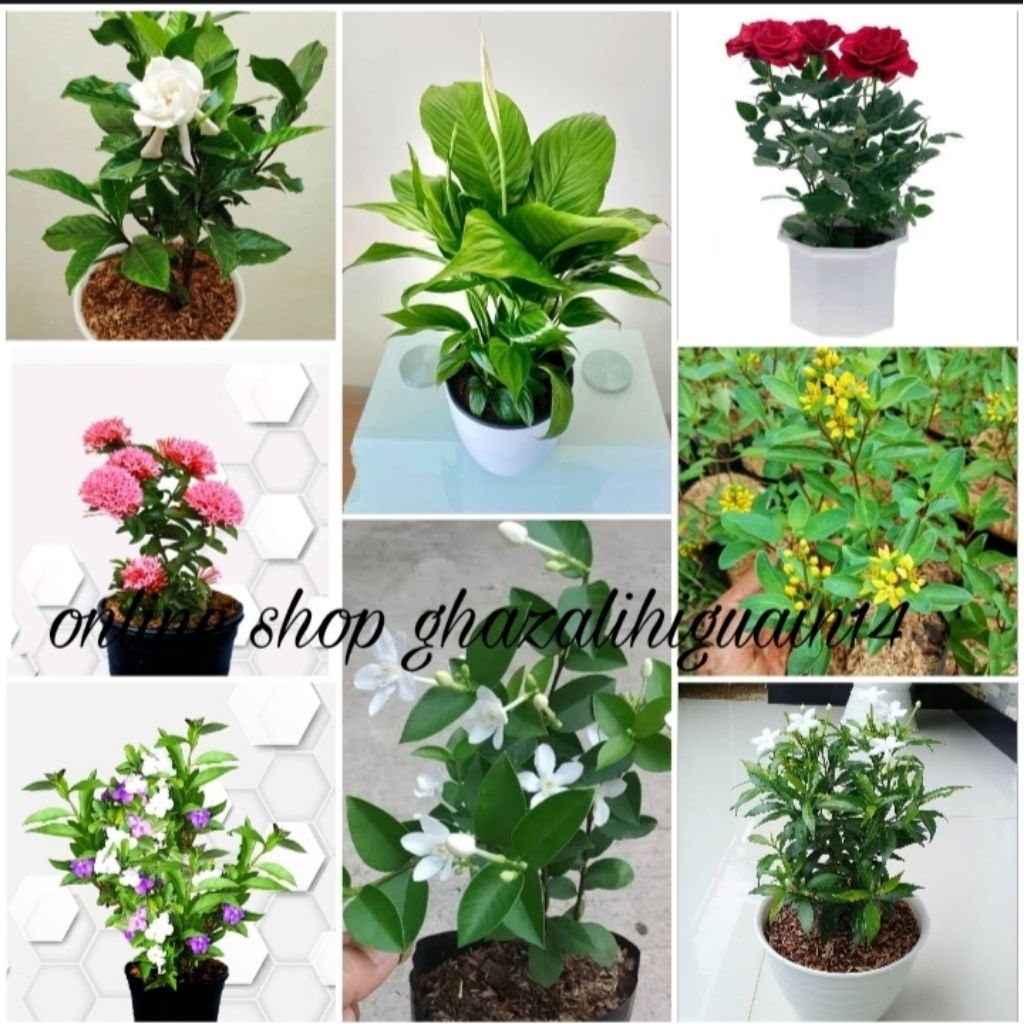 paket 8 jenis tanaman hias bunga - bibit tanaman hias bunga