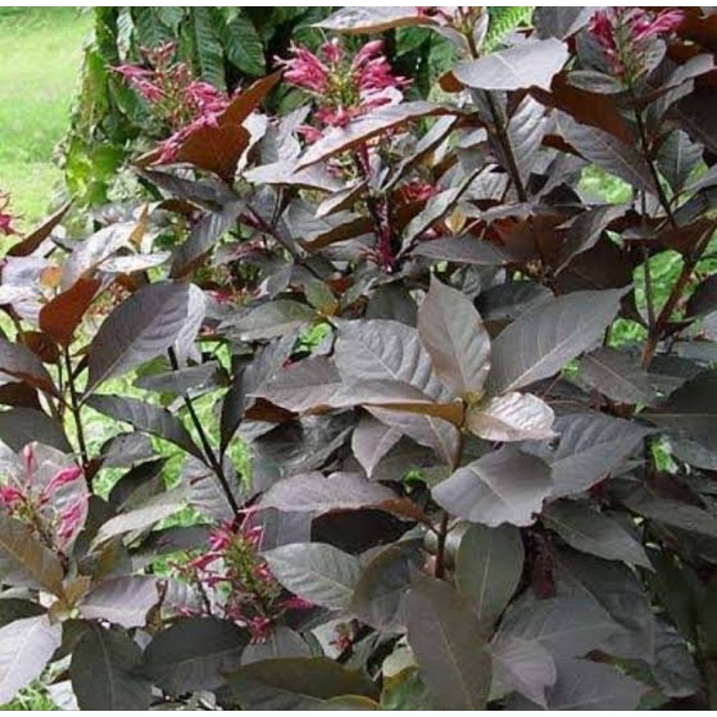 

PROMO 50 Lembar Daun Handeuleum Daun Ungu Obat Wasir Ambeien Ambeyen Termurah Ori Asli Kopi Hitam Hideung Mengatasi Sembelit, Wasir Menurunkan Kadar Kolesterol Graptophyllum pictum Bisul Rematik Demam Herbal Store 28