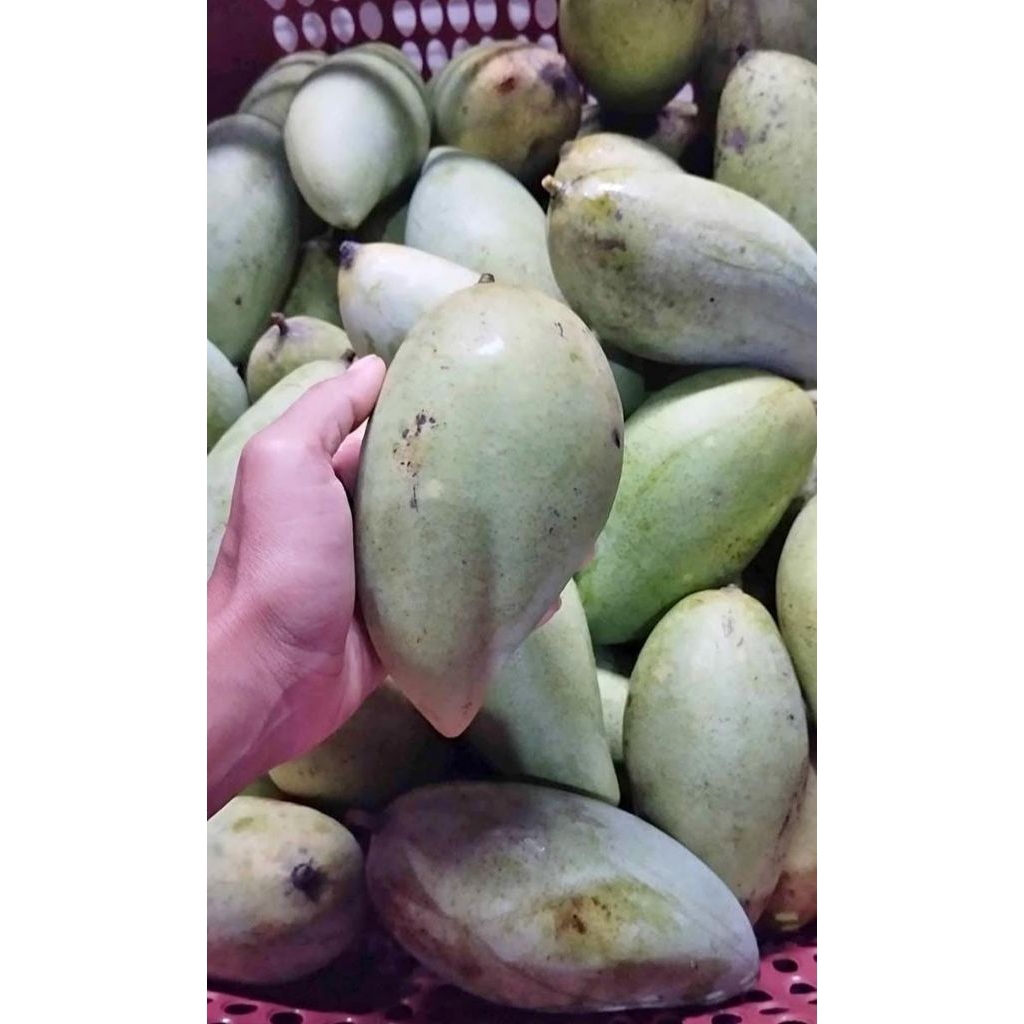 

MANGGA GOLEK MADU/OKYONG ASLI INDRAMAYU 1KG