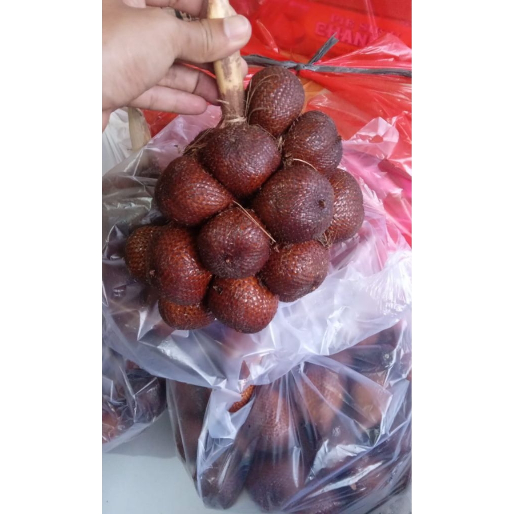 

SALAK GULA PASIR ASLI BALI >> SALAK GULA BALI >> 1KG >> TERLARIS >> TERMANIS