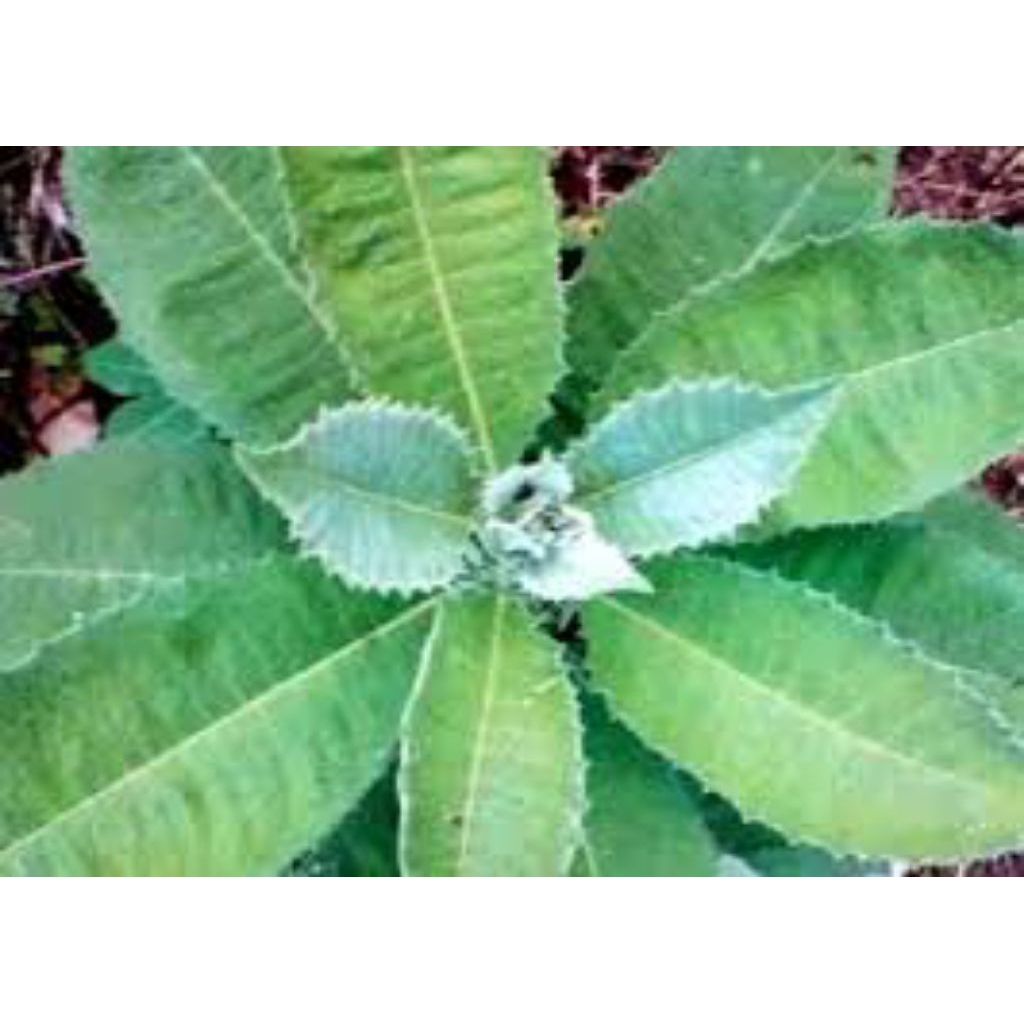 

daun sembung segar pres 1kg
