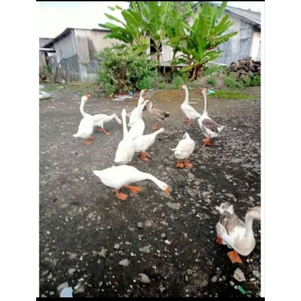 angsa siap produksi jantan & betina