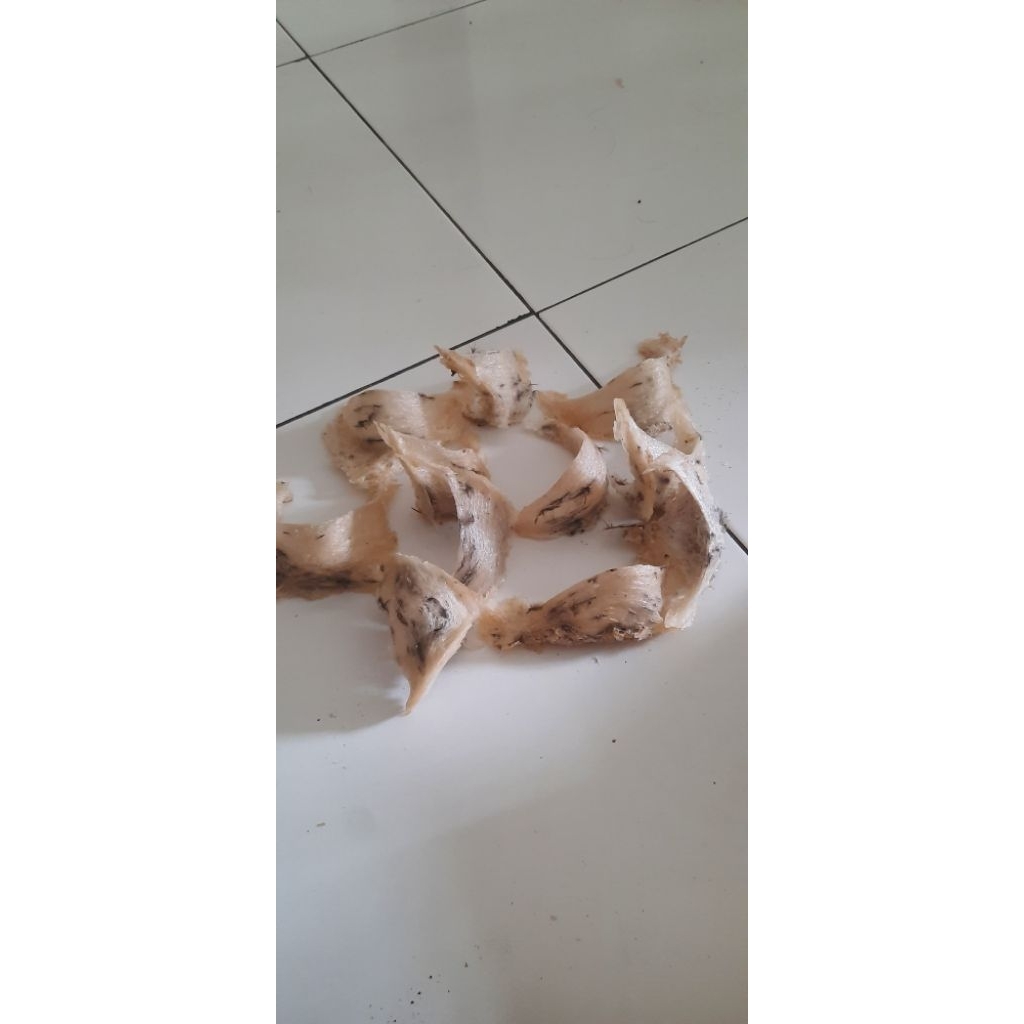 

SARANG BURUNG WALET ☆☆ ASLI TANPA KIMIA TANPA PEMUTIH ☆☆ BELUM DIBERSIHKAN ☆☆ HARGA UNTUK 100GRAM