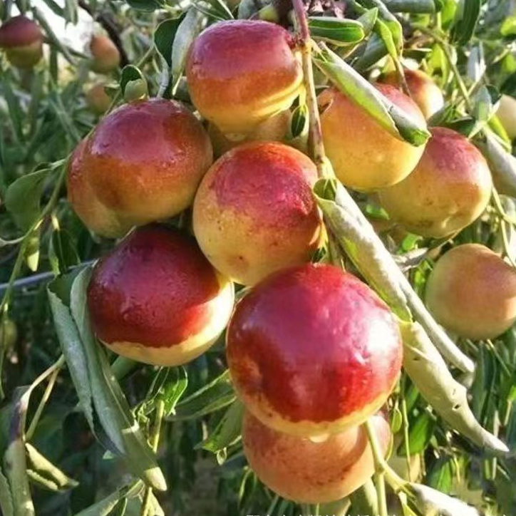 Bibit Kurma Cina (Tahan Kering/Batang Bawah Okulasi)