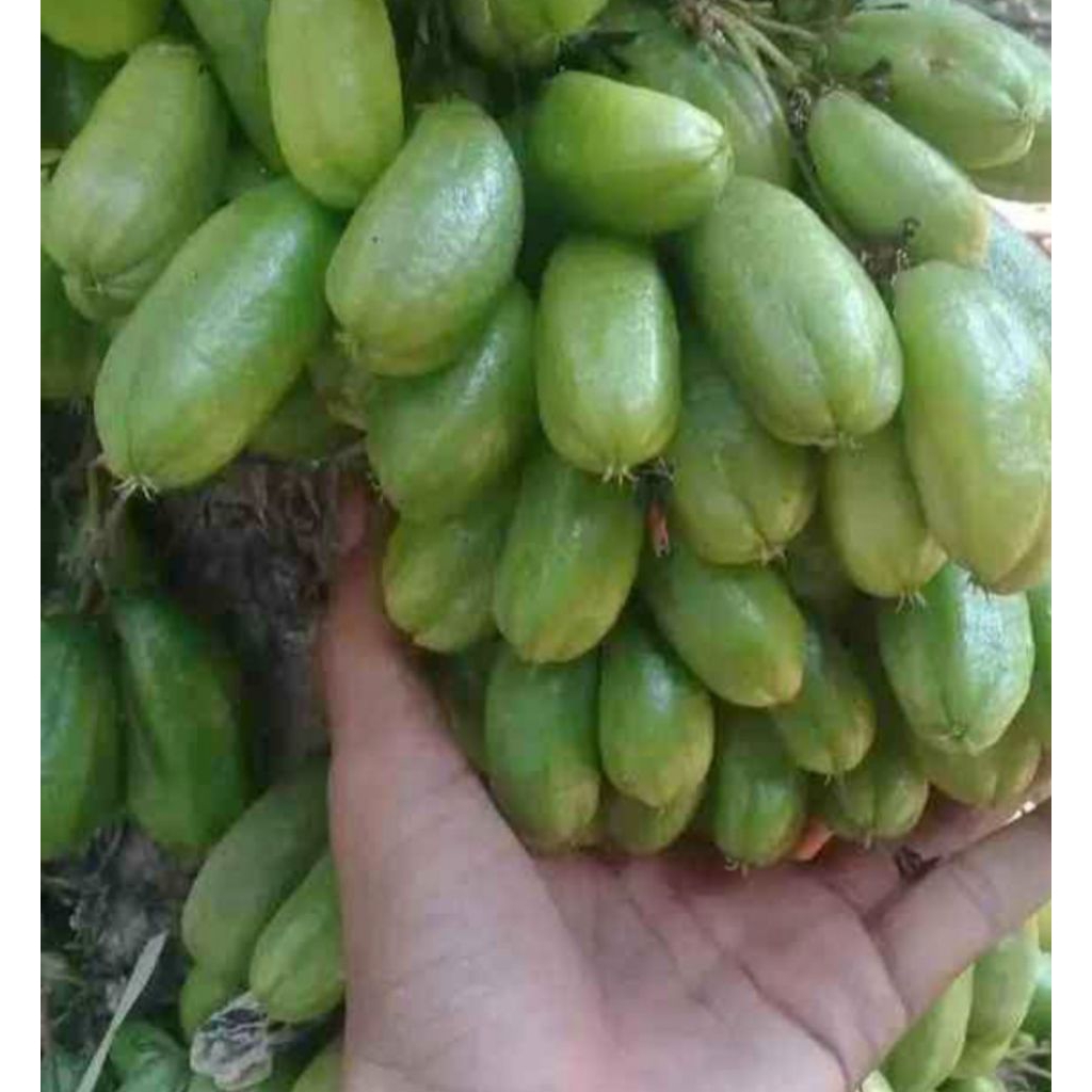 

BELIMBING WULUH / BELIMBING SAYUR SEGAR 500GRAM