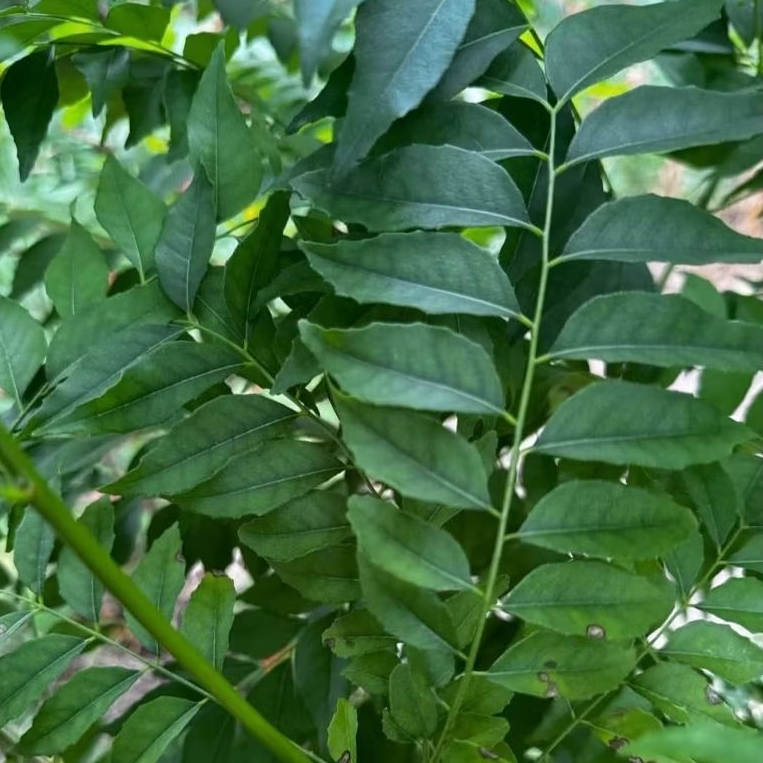 

DAUN KARI / SALAM KOJA / CURRY LEAF 100GRAM PER PACK