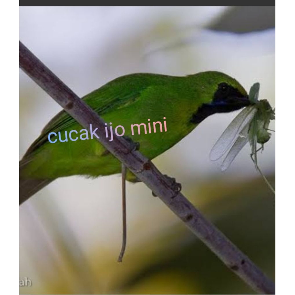 cucak ijo mini bahan pilihan jantan
