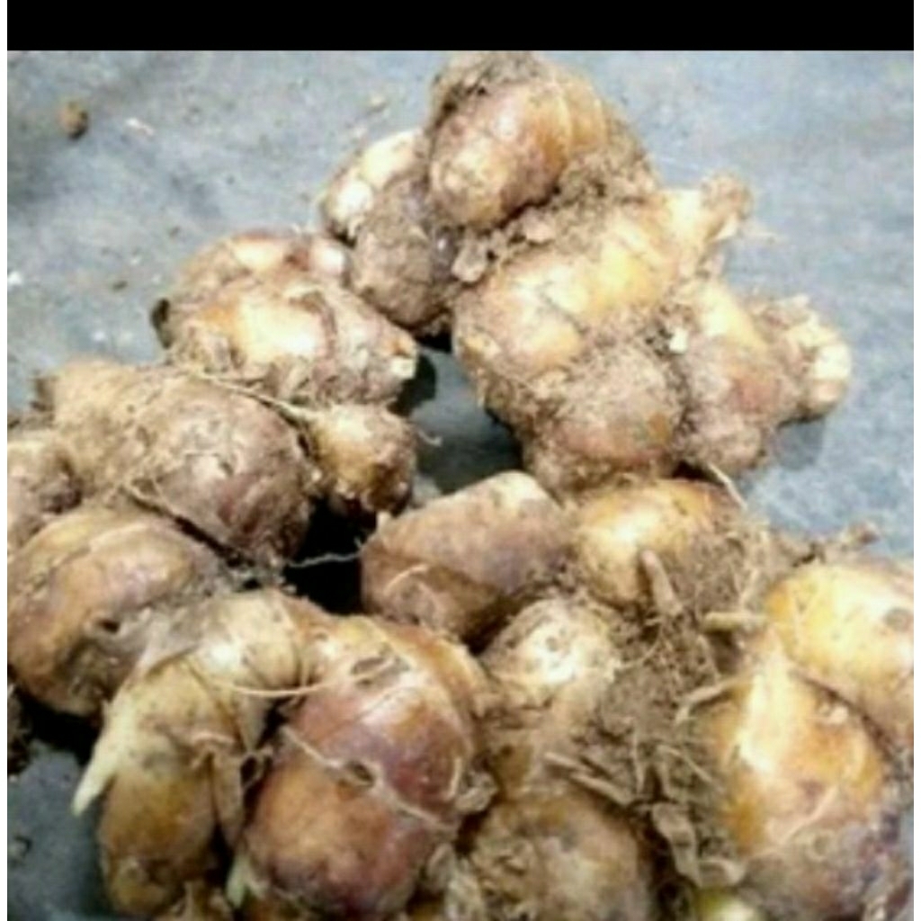 

kencur segar 1kg buat seblak dan bahan masakan