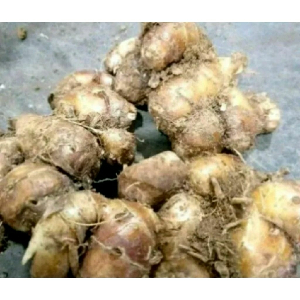 

kencur tua segar 500g,1kg, 2kg/rempah rempah buat seblak dan bahan masakan