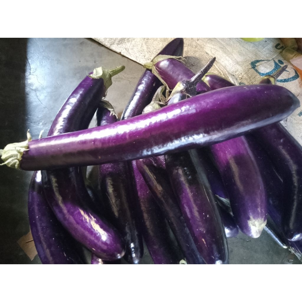 

terong ungu 1kg fresh