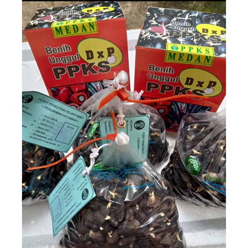 BENIH KECAMBAH SAWIT PPKS UNGGUL ASLI MEDAN