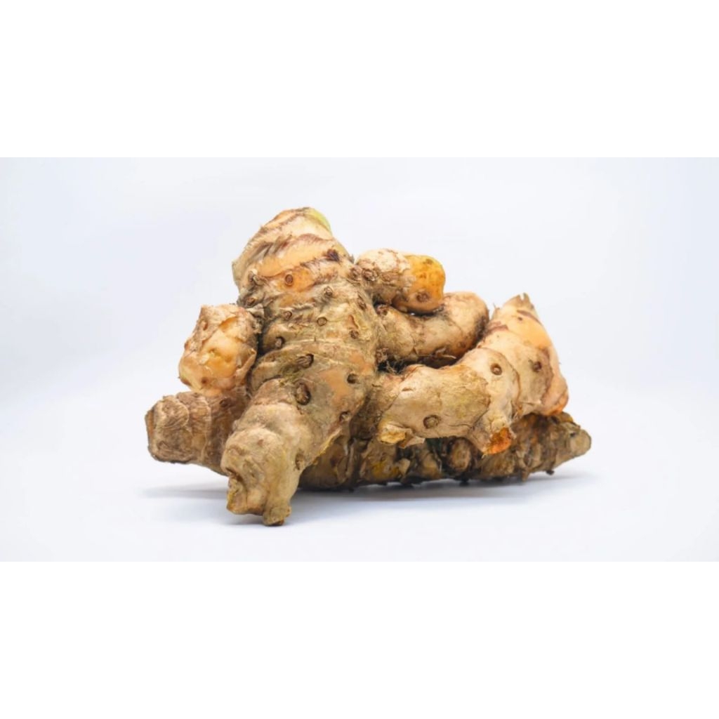 

Temulawak Temu Lawak Asli (Koneng Gede)