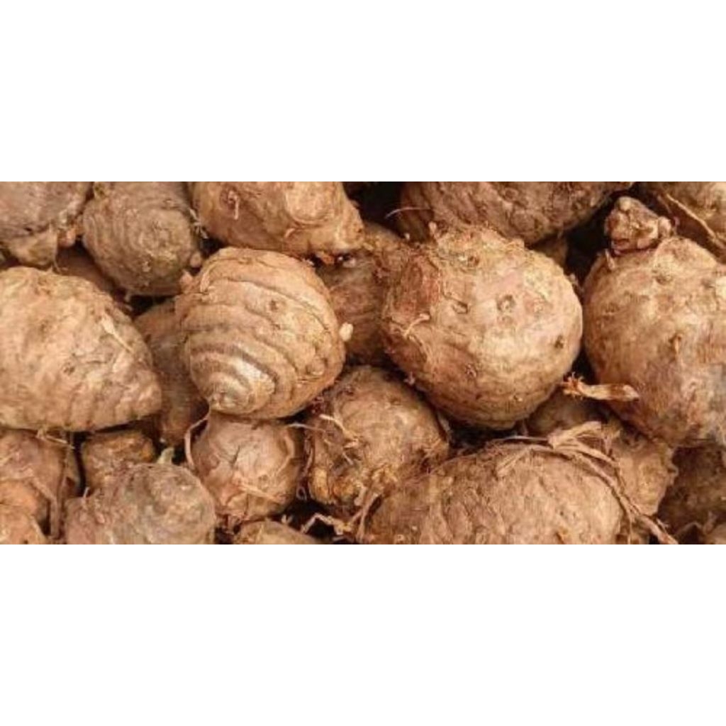 

Biang Kunyit (Koneng Indung) Fresh Asli