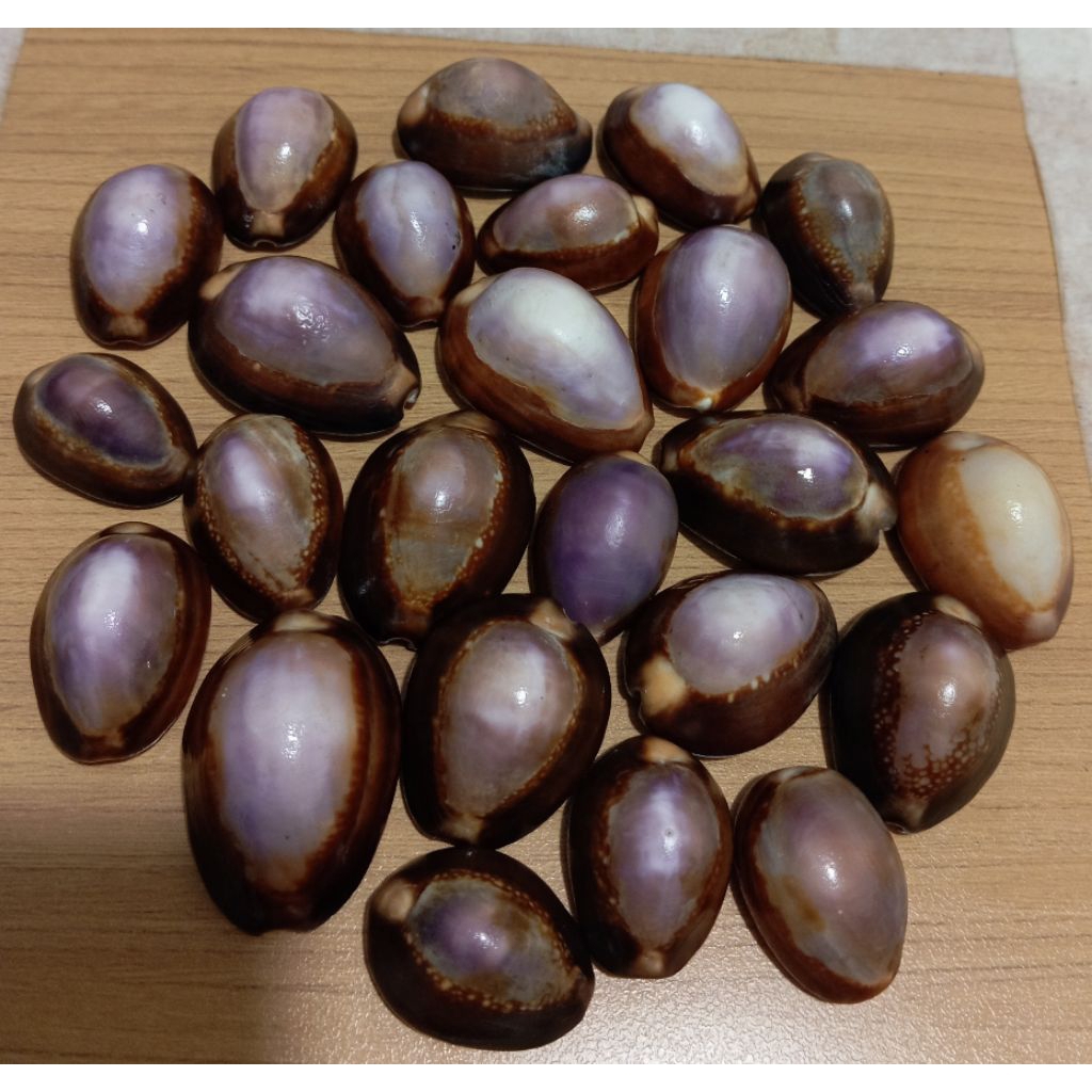 Cangkang kerang cowrie untuk kerajinan