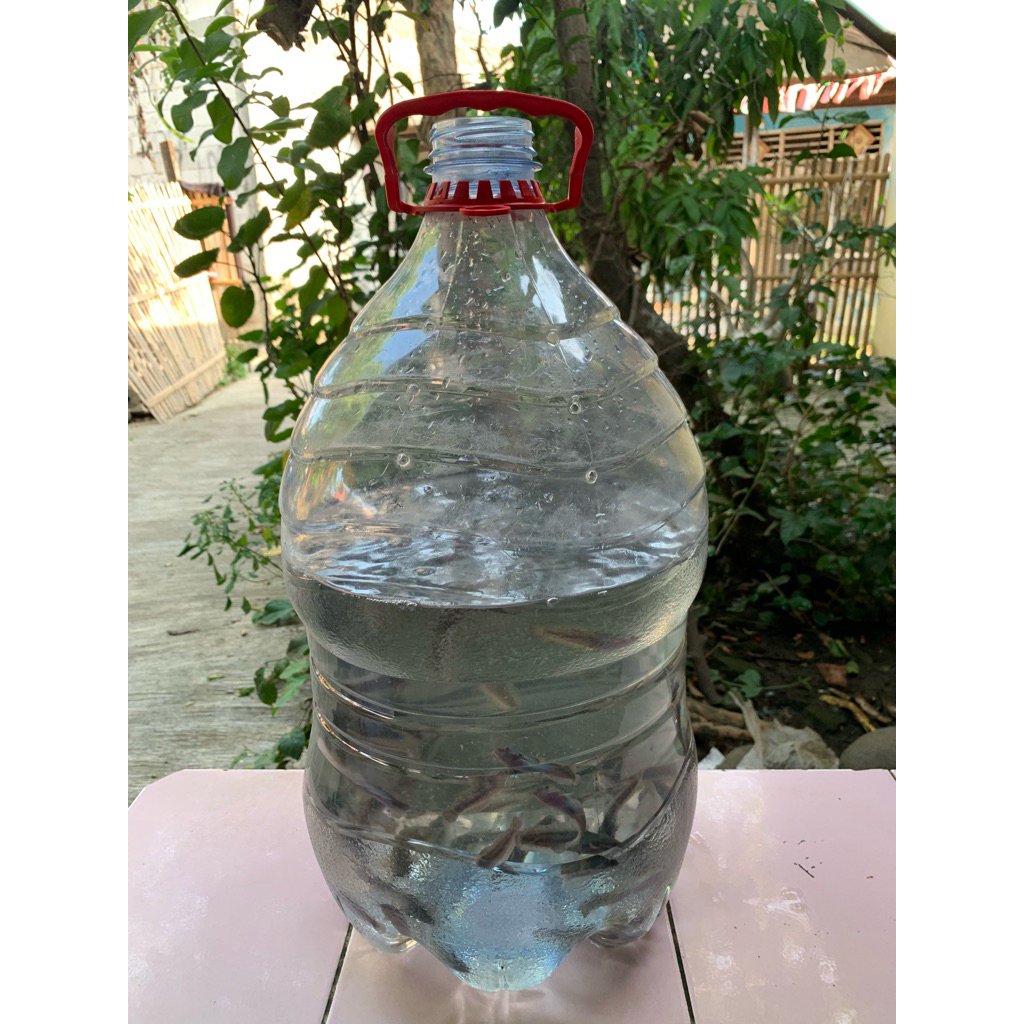 

Lele Lemineral Paket Bibit Lele dan Galon