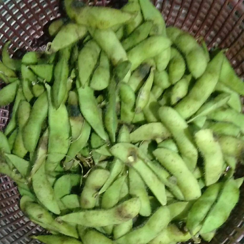

Sayur Edamame Kedele dele Jepang segar