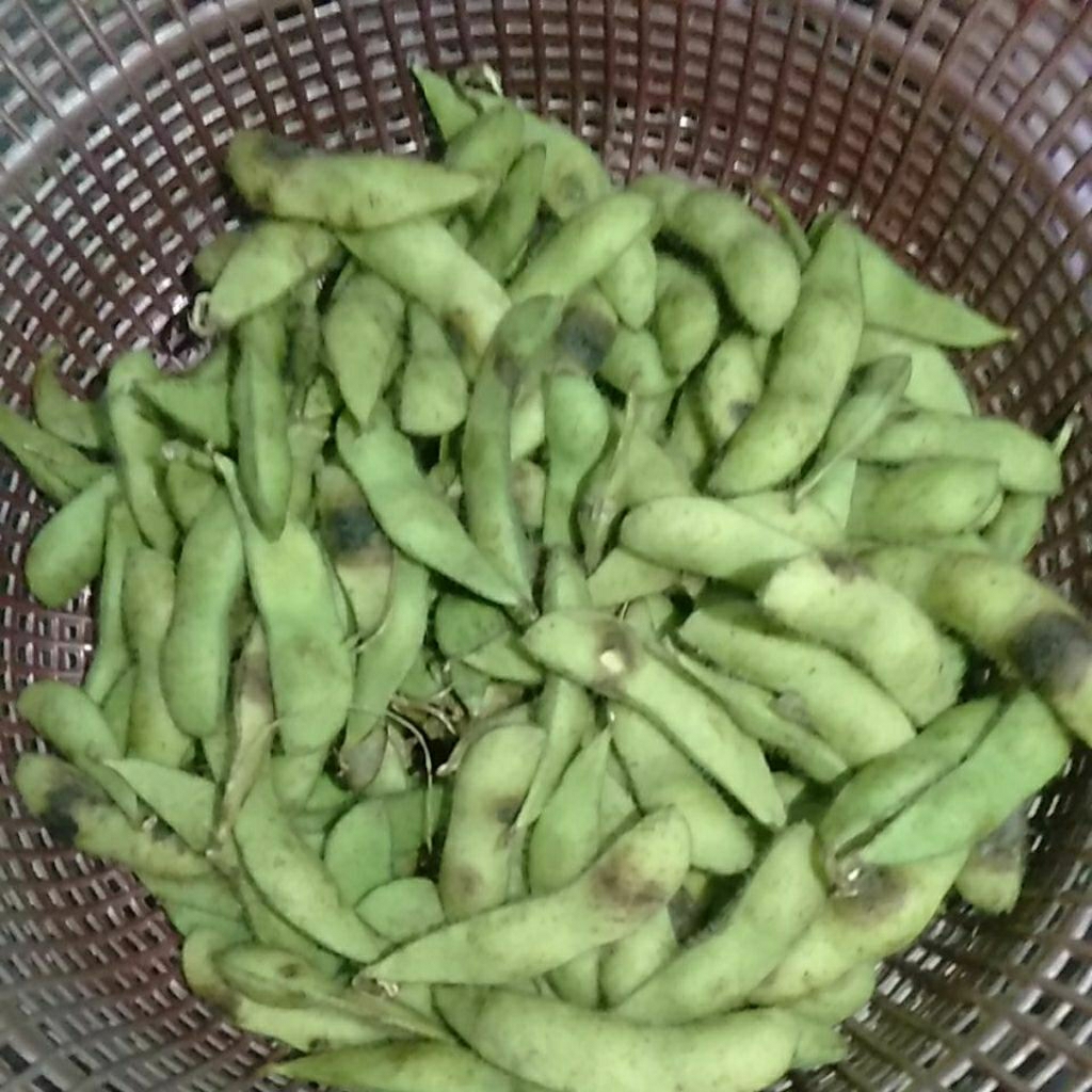 

Sayur Edamame Kedele Jepang hijau segar