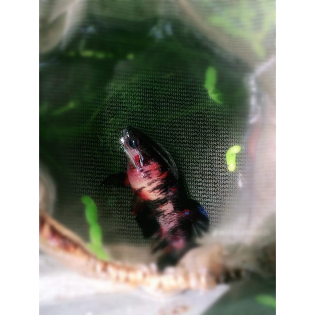 CUPANG BETINA 4 JENIS ->MULTI,AVATAR,BLACK KING,FCCP