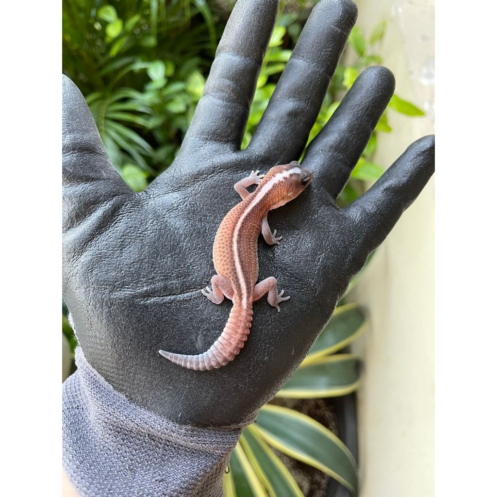 AFT - AFRICAN FAT TAILED GECKO BABY - JUVE