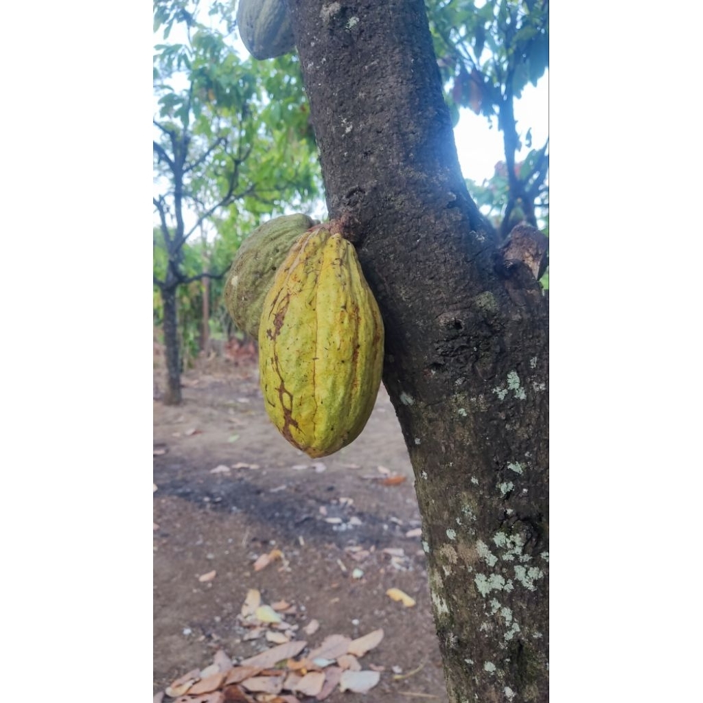 

Biji Kakao Kering Premium