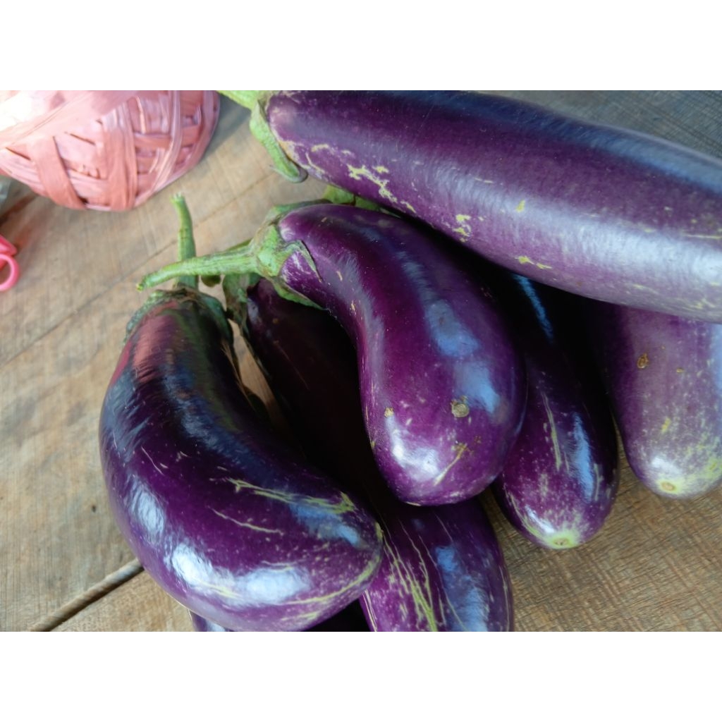 

Terong Ungu Fresh (Langsung dipetik)