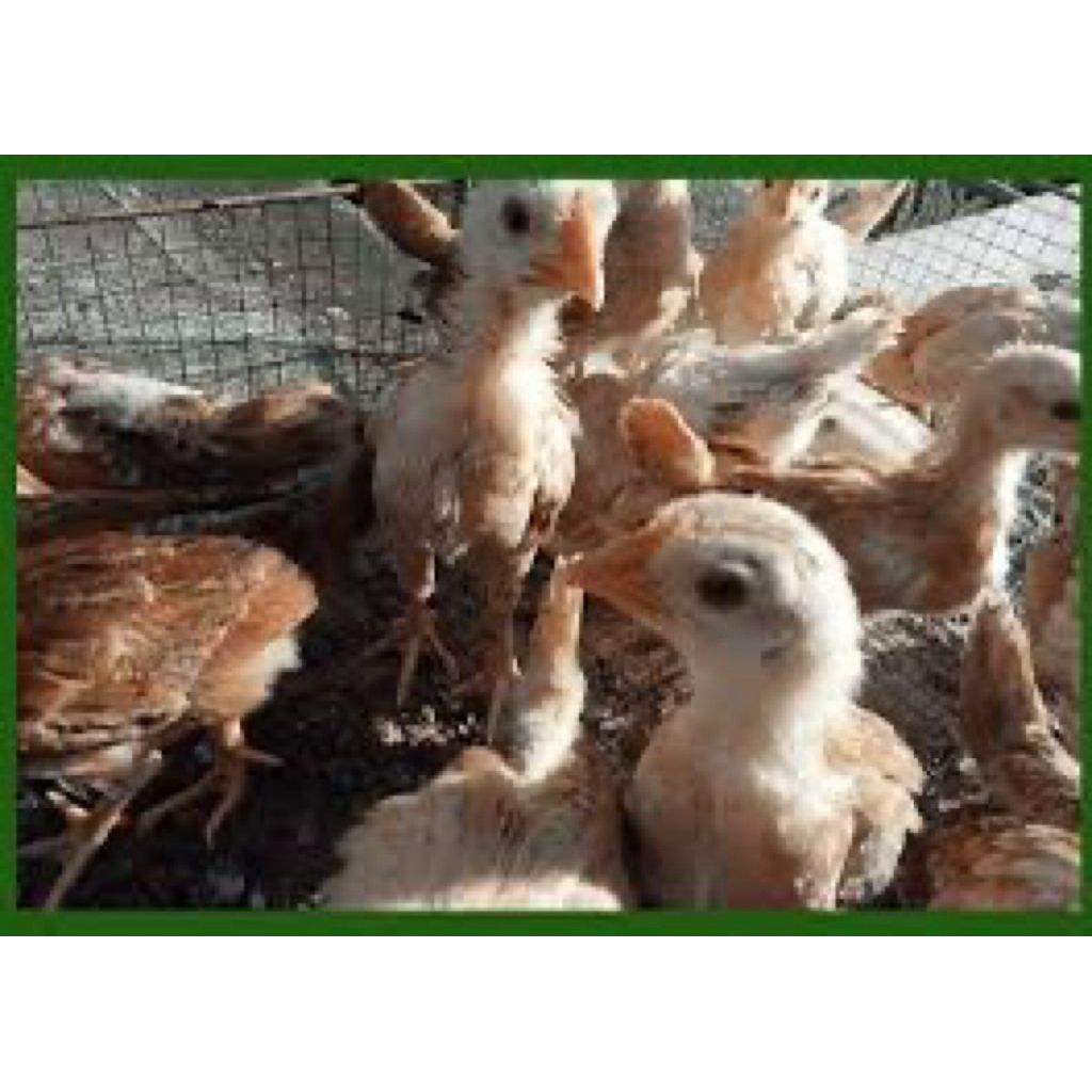 

TELUR FERTIL AYAM ELBA UNTUK DITETASKAN