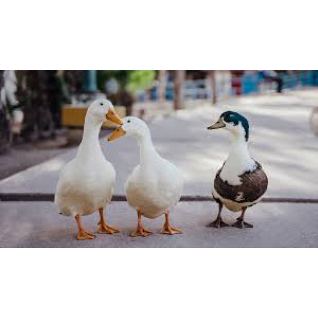 

TELUR FERTIL BEBEK PEKING UNTUK DITETASKAN