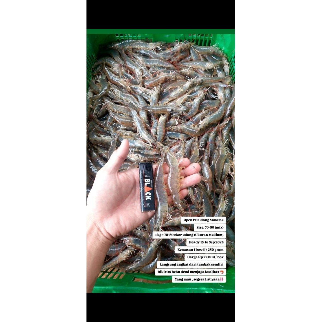 

Udang Vaname Size 70-80 // Ready 15-16 Sep 2025