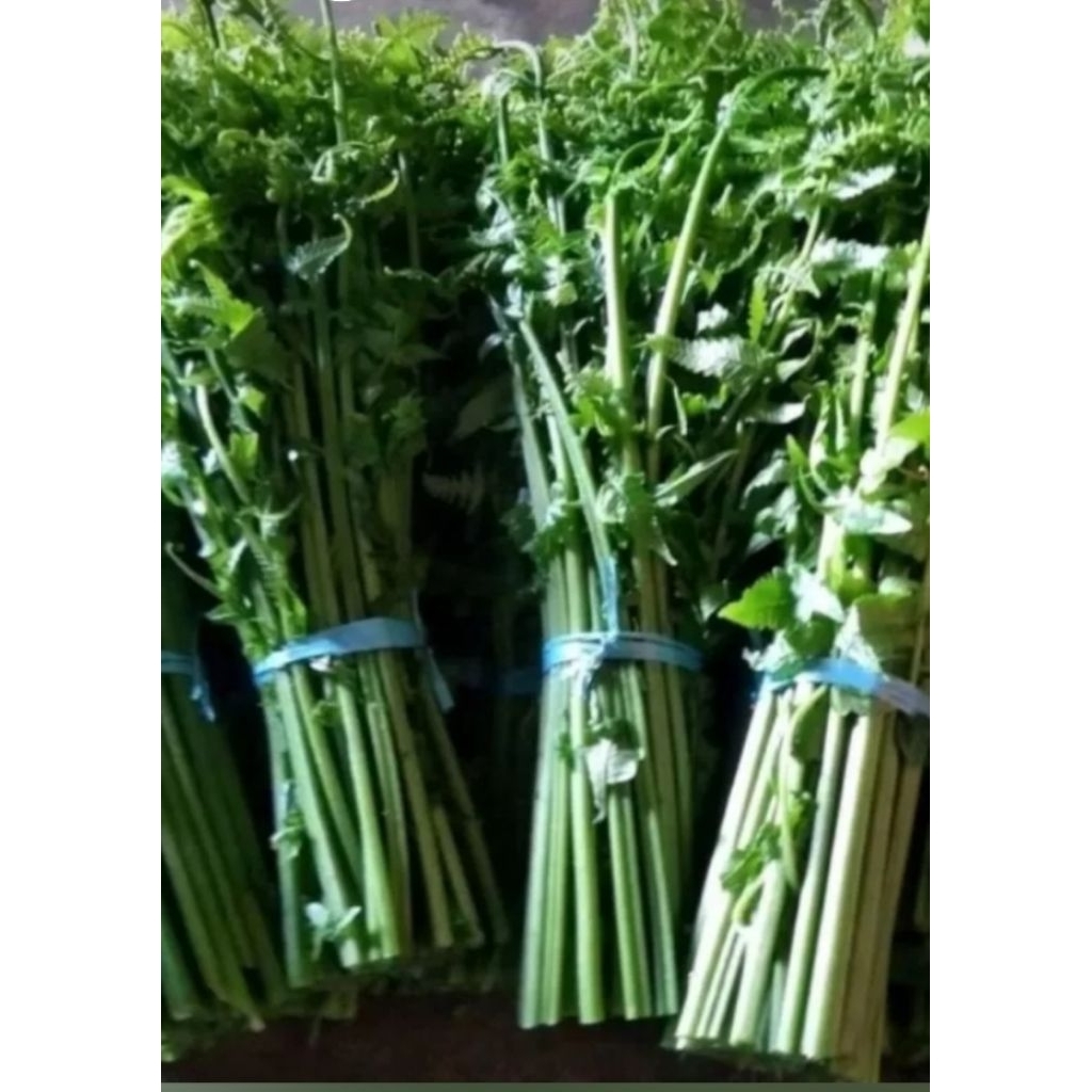 

pucuk pakis sayur segar